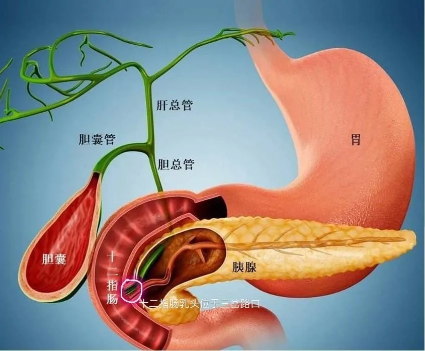 膽囊結(jié)石與胰腺炎之間那不得不說(shuō)的“秘密”